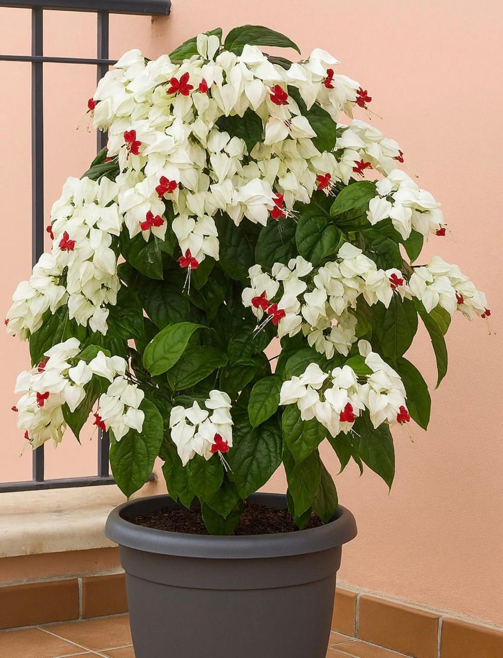 Bleeding Heart Flower Plant (Pack Of-1 )