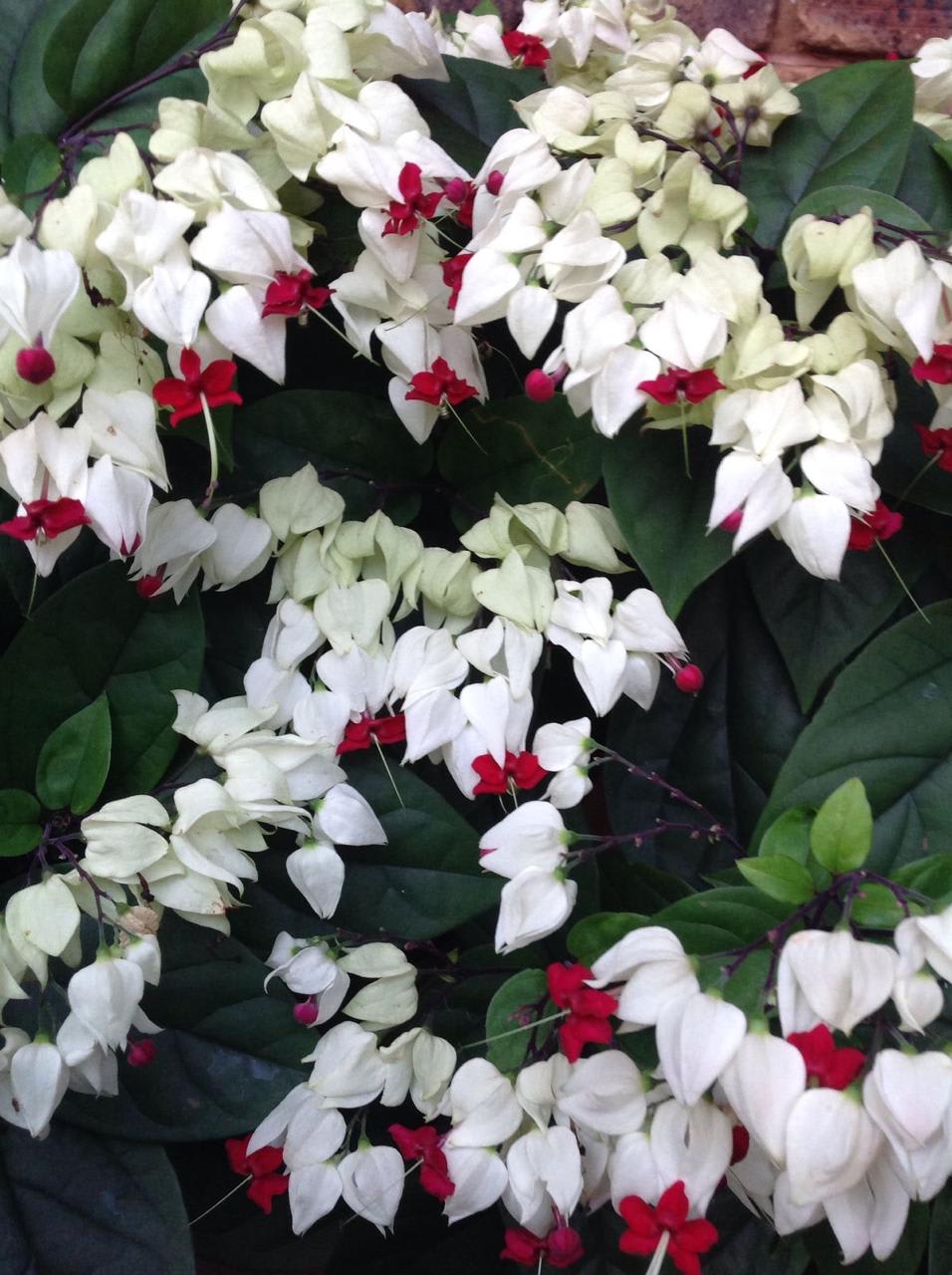 Bleeding Heart Flower Plant (Pack Of-1 )