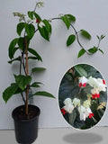 Bleeding Heart Flower Plant (Pack Of-1 )