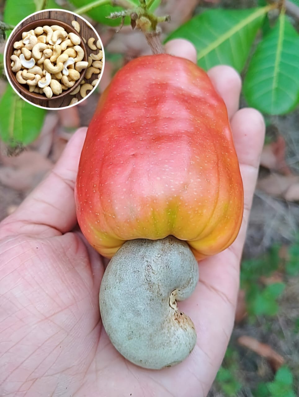 Hybrid Cashew Grafting Plant (Pack Of -1)