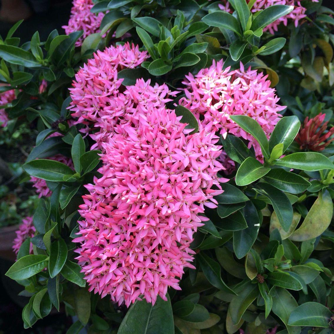 Hybrid Pink Ixora Flower Plant (Pack Of-1)