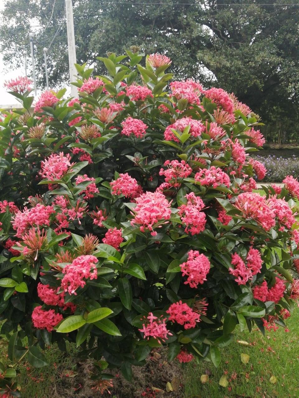 Hybrid Pink Ixora Flower Plant (Pack Of-1)