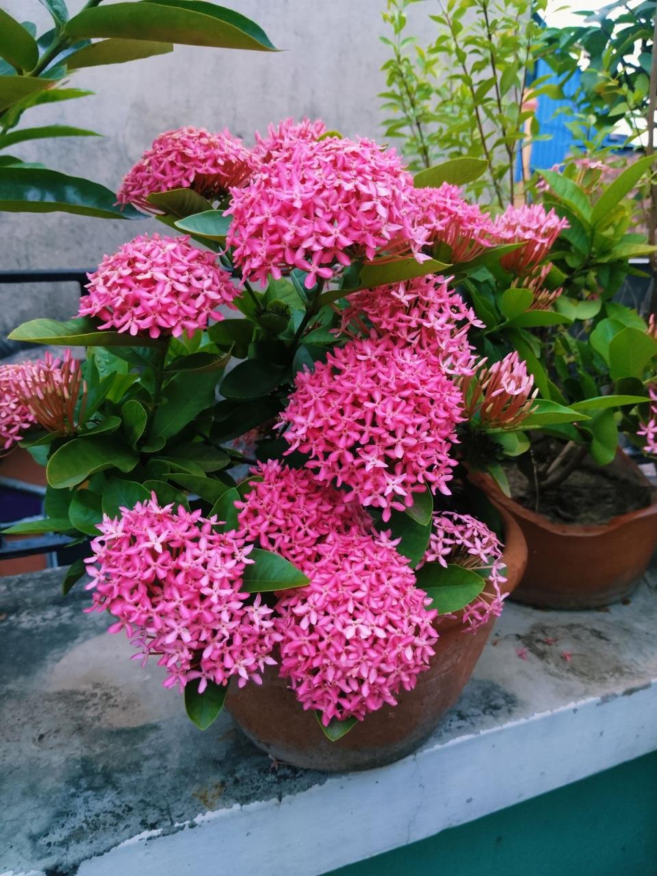 Hybrid Pink Ixora Flower Plant (Pack Of-1)