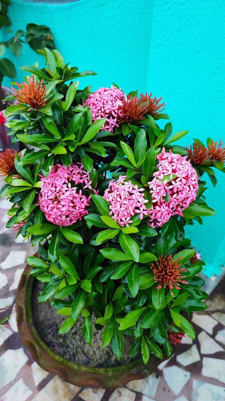 Hybrid Pink Ixora Flower Plant (Pack Of-1)