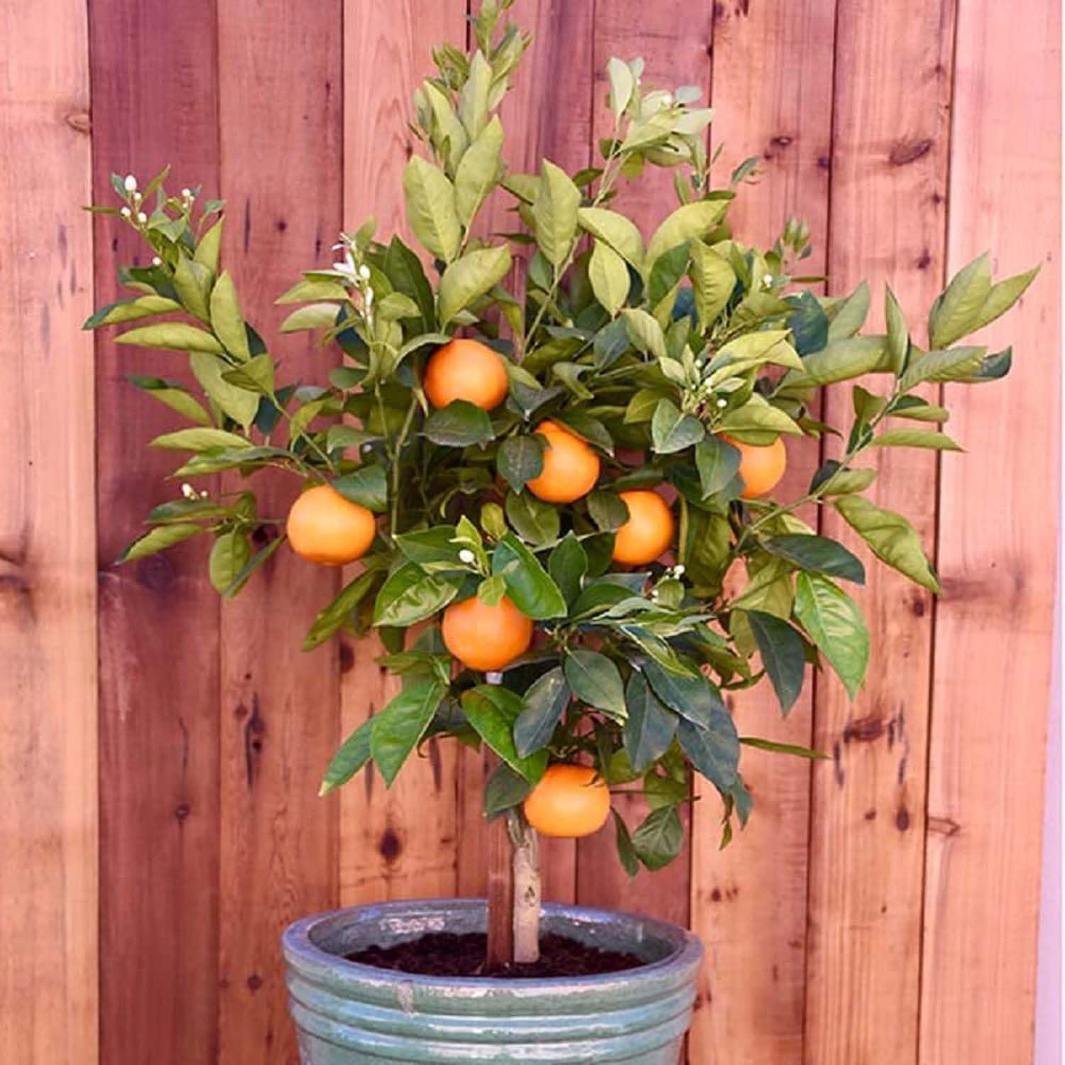 Hybrid Jaffa Orange 🍊🍊🍊 Grafting Fruit Plant (Pack Of-1 )