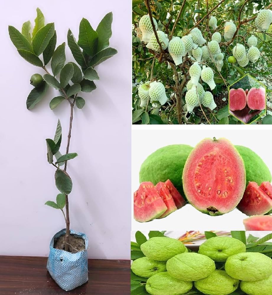 Thi Pink Guava Plant (Hybrid & Grafting) Pack Of-1