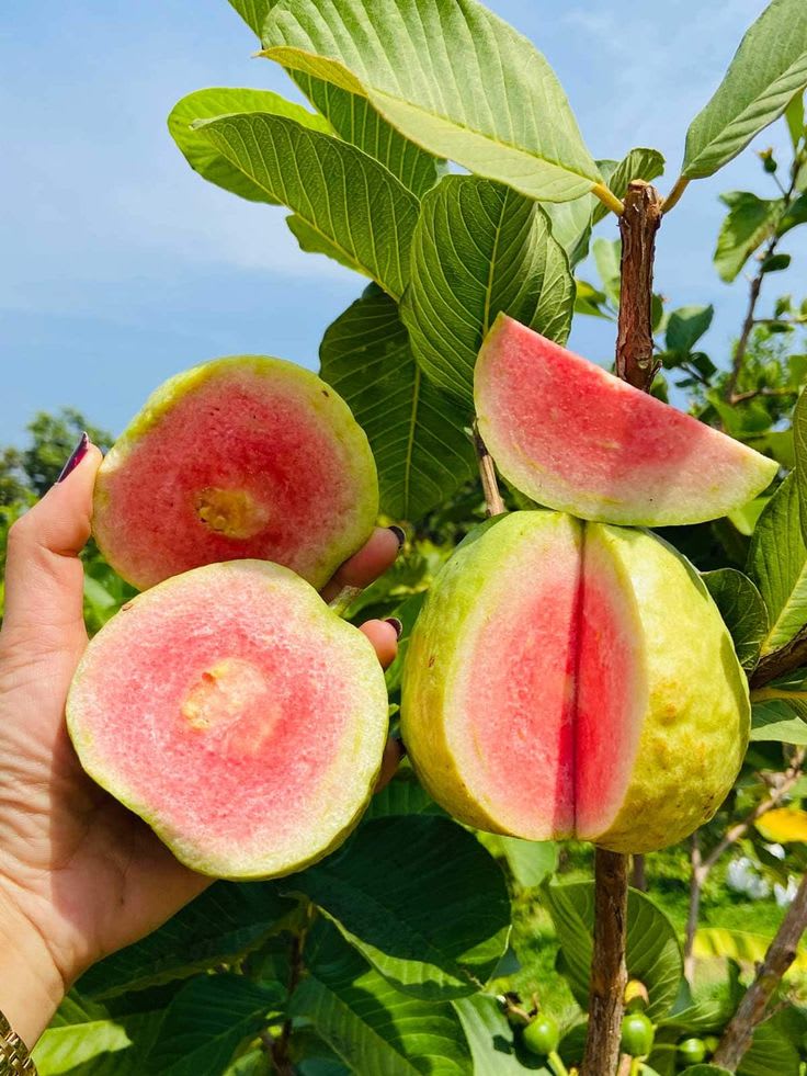 Thi Pink Guava Plant (Hybrid & Grafting) Pack Of-1