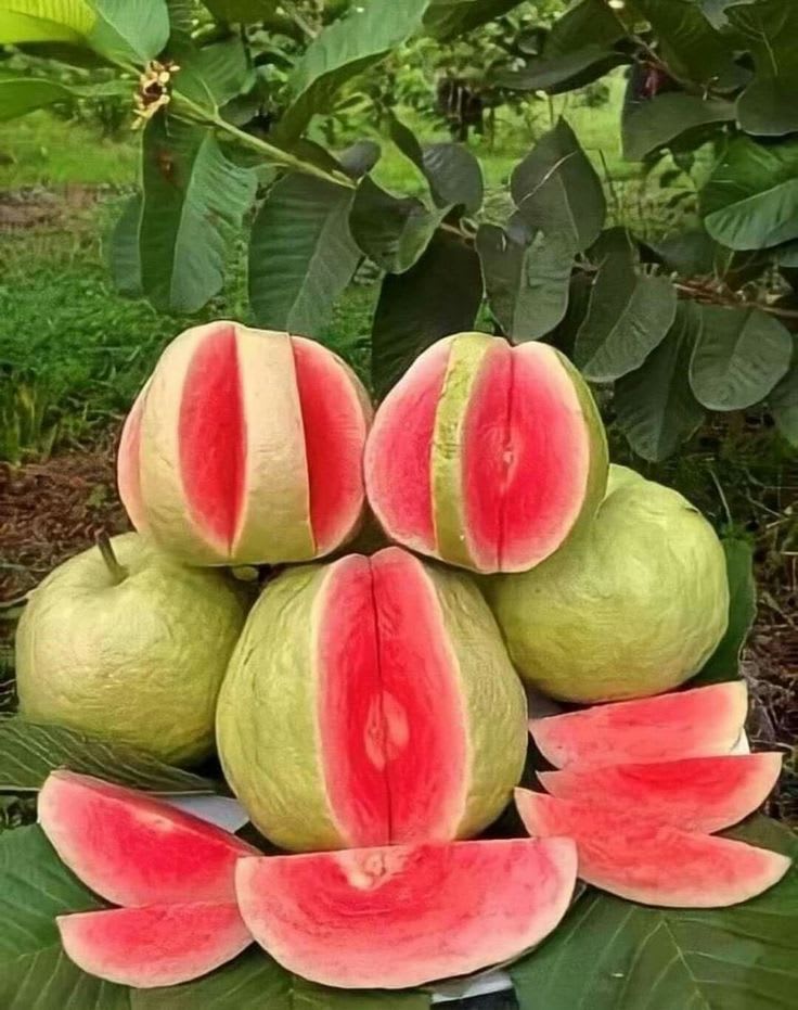 Thi Pink Guava Plant (Hybrid & Grafting) Pack Of-1