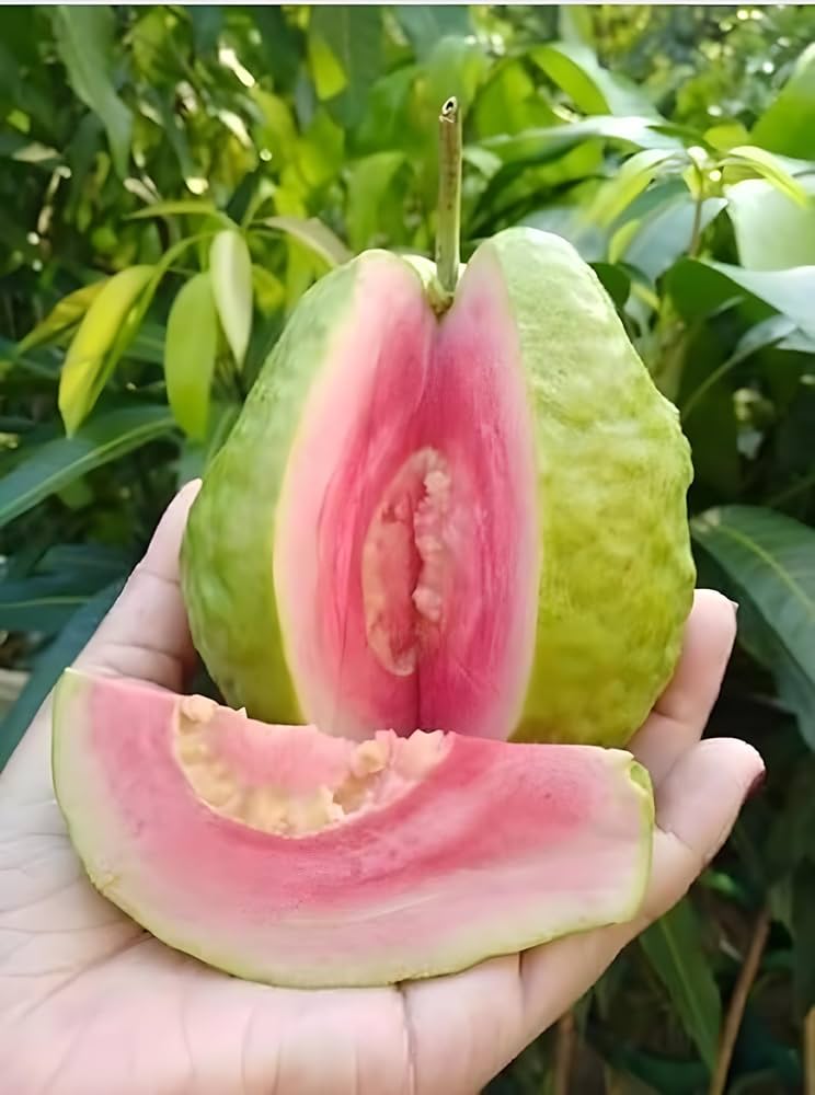 Thi Pink Guava Plant (Hybrid & Grafting) Pack Of-1