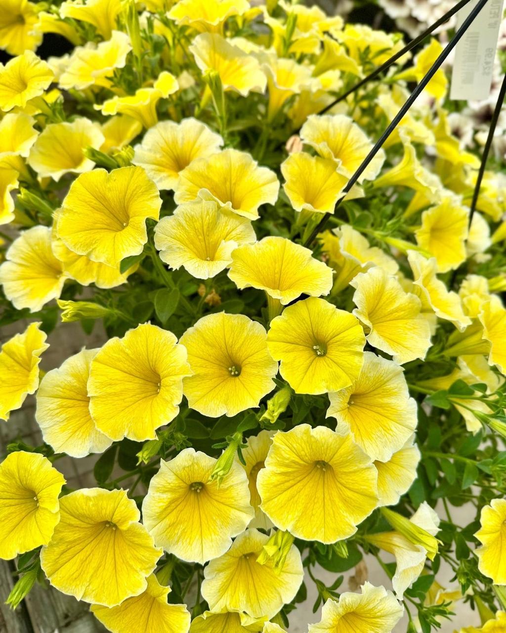 Yellow Petunia Flower Plant ( Pack Of-1 )