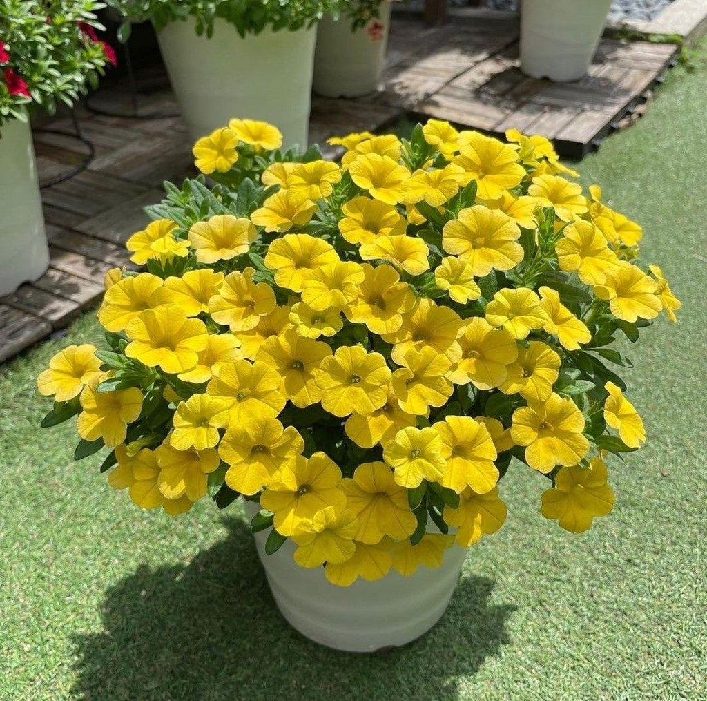 Yellow Petunia Flower Plant ( Pack Of-1 )