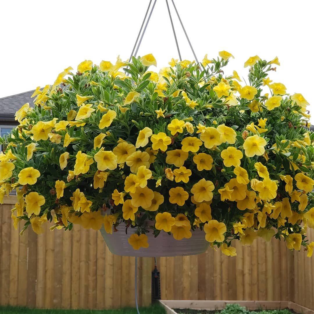 Yellow Petunia Flower Plant ( Pack Of-1 )