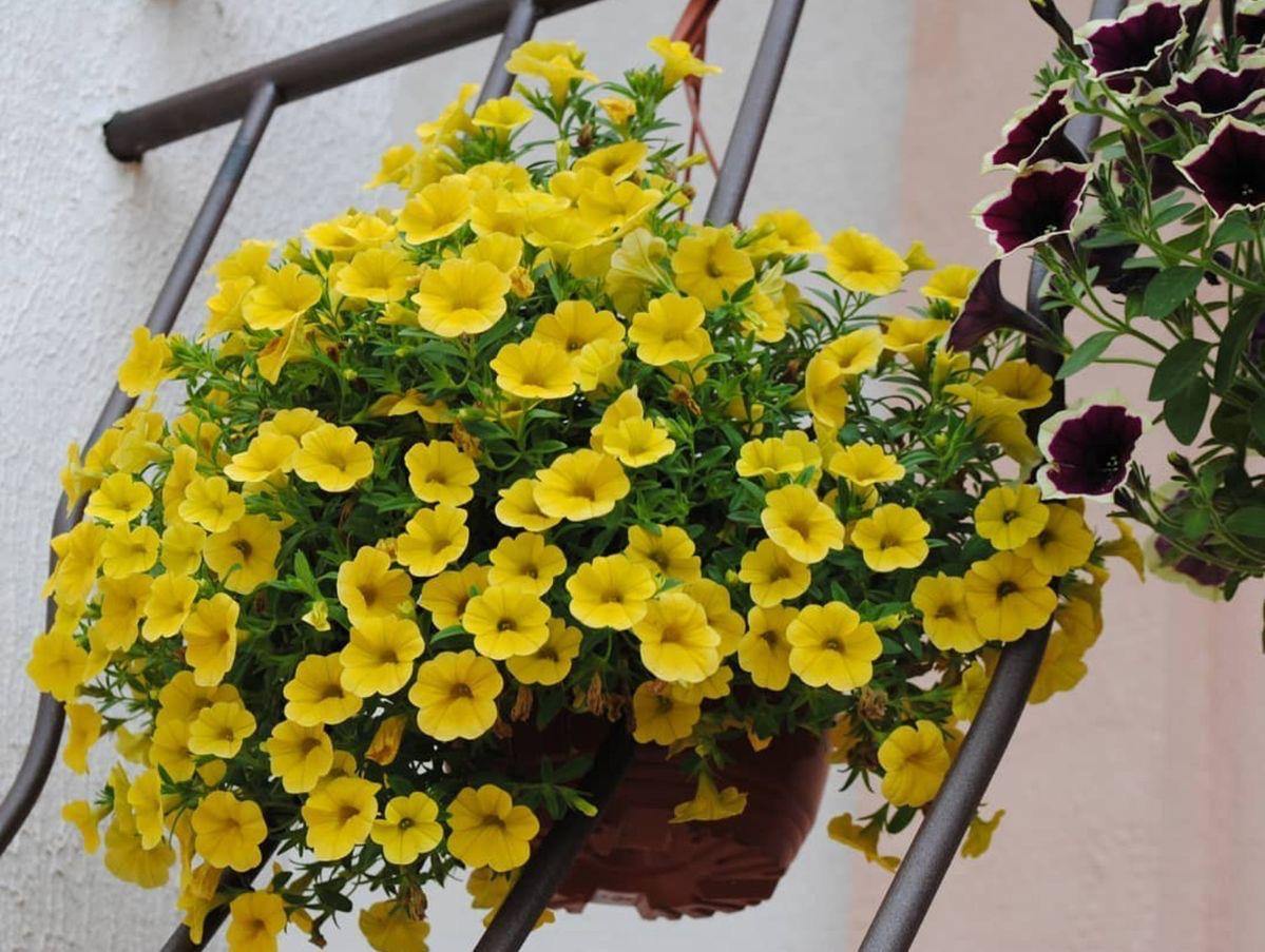 Yellow Petunia Flower Plant ( Pack Of-1 )
