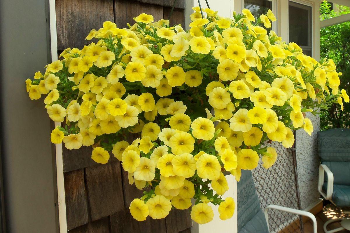 Yellow Petunia Flower Plant ( Pack Of-1 )