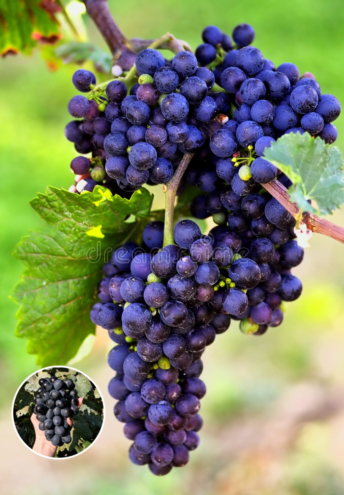 Hybrid Black Grapes Fruit Plant (Pack Of 1)