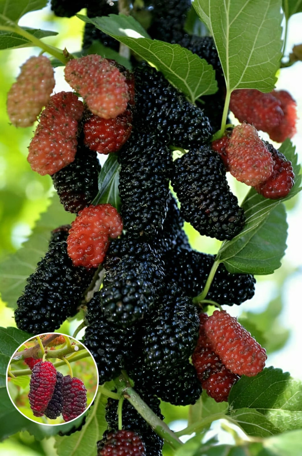 Hybrid Mulberry Grafting Fruit Plant (Pack Of-1)