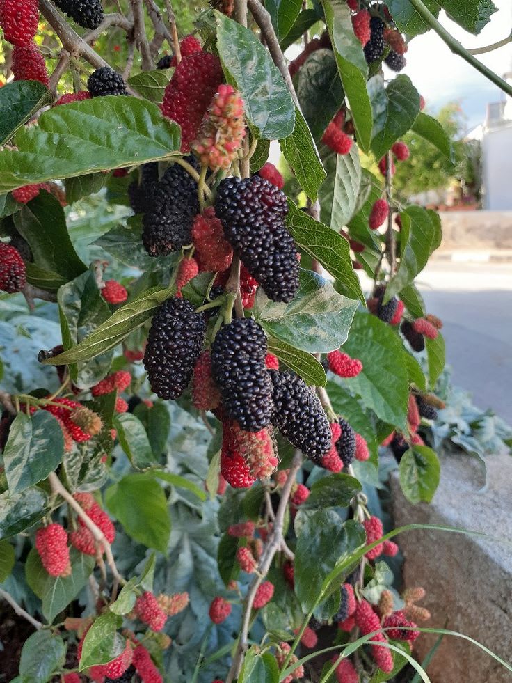 Hybrid Mulberry Grafting Fruit Plant (Pack Of-1)