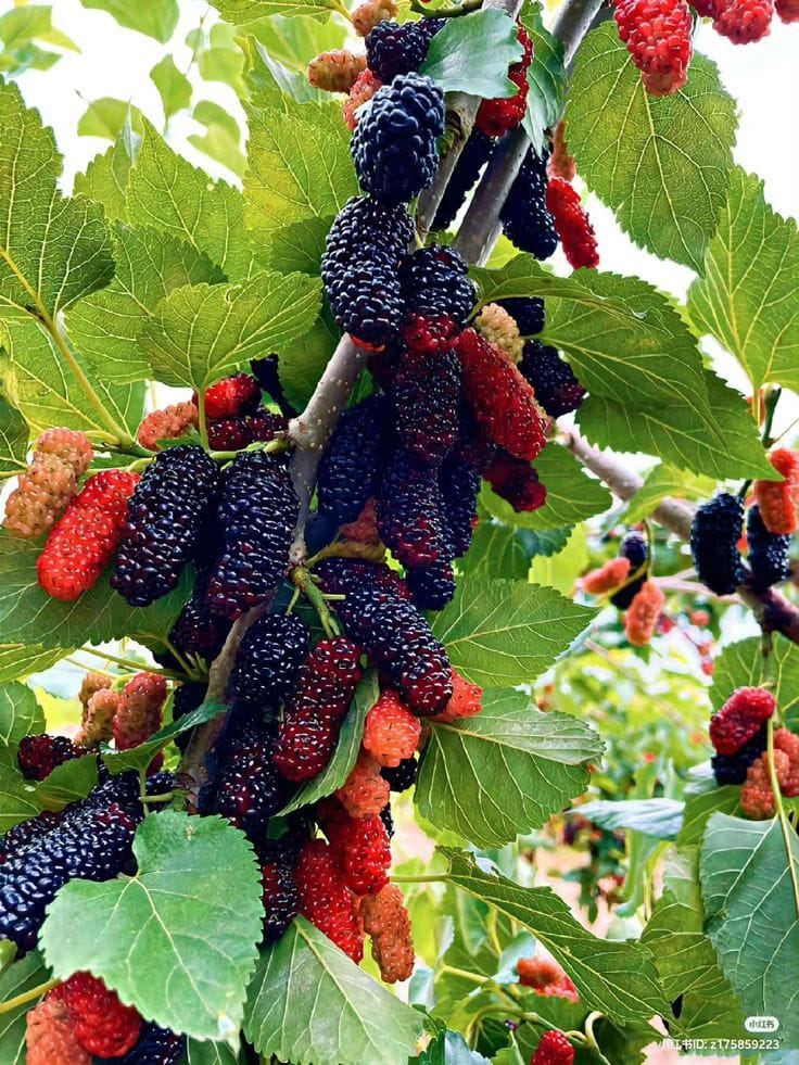 Hybrid Mulberry Grafting Fruit Plant (Pack Of-1)