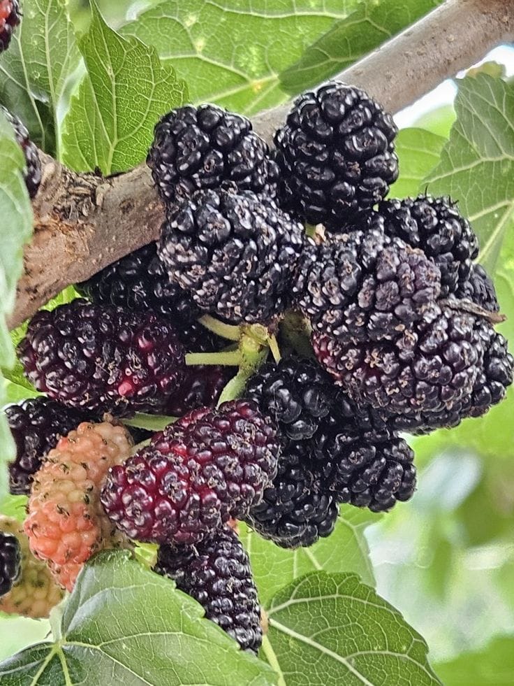 Hybrid Mulberry Grafting Fruit Plant (Pack Of-1)