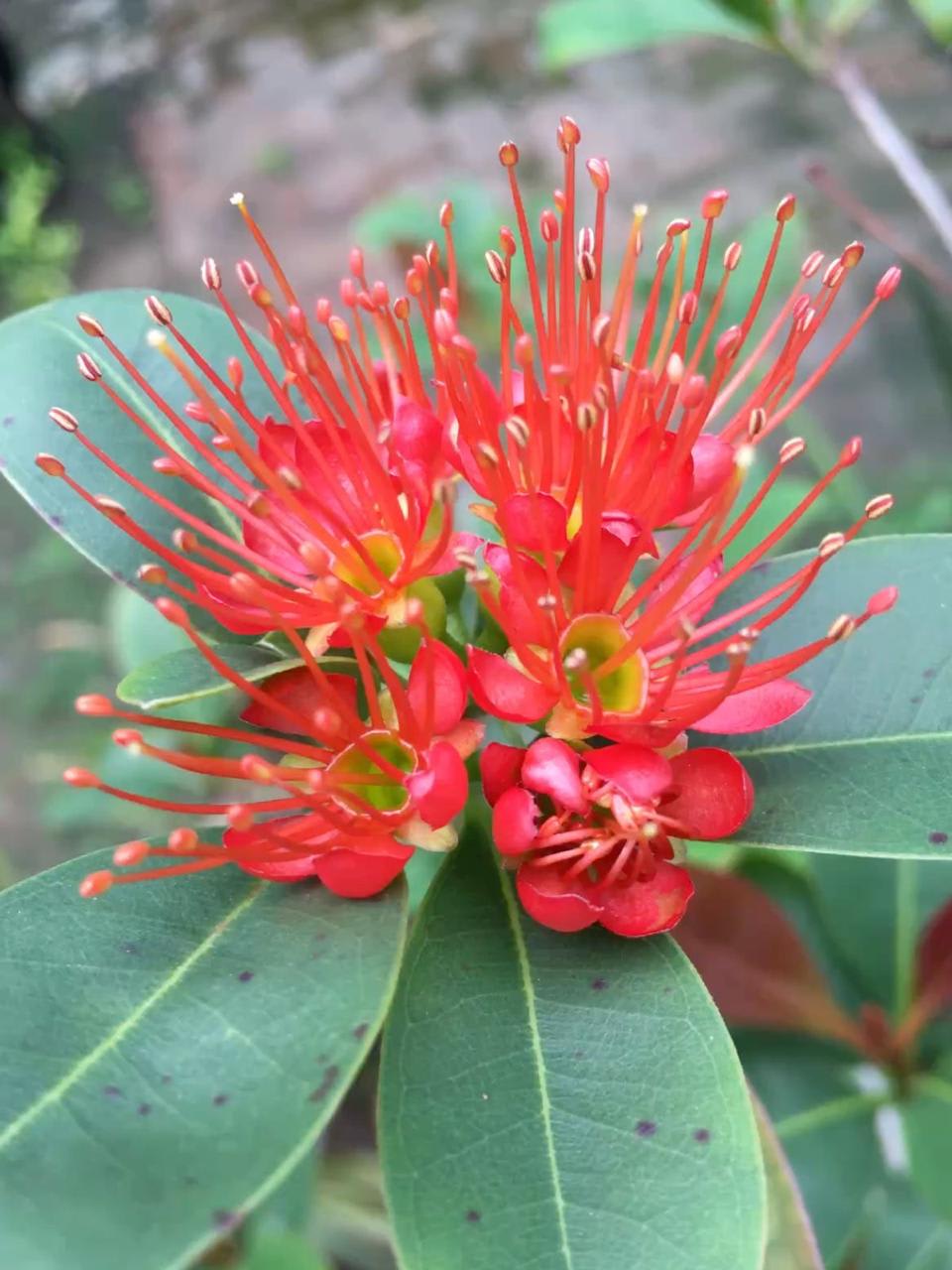 Red First Love Flower Plant (Pack Of-1)