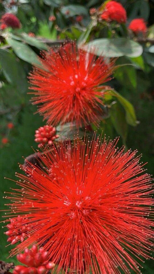 Red First Love Flower Plant (Pack Of-1)