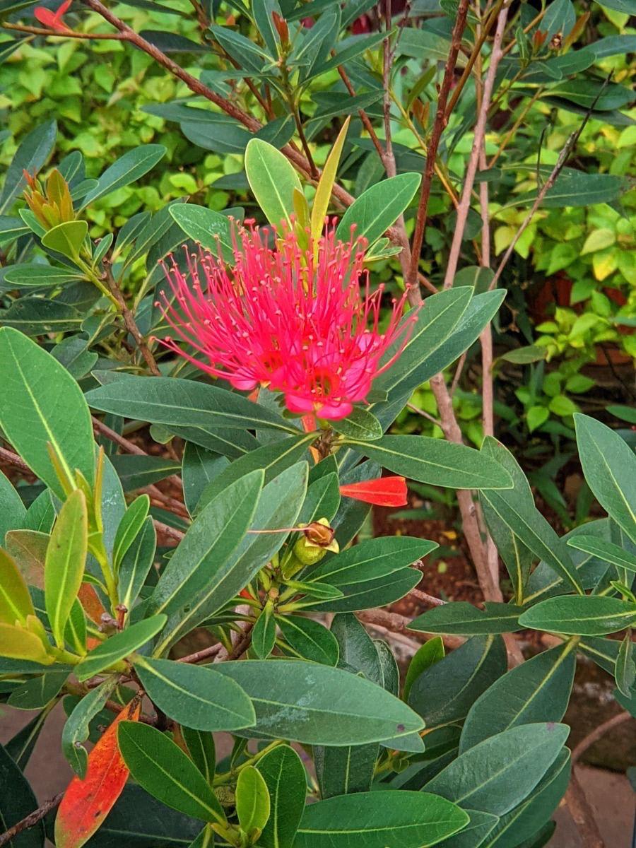 Red First Love Flower Plant (Pack Of-1)