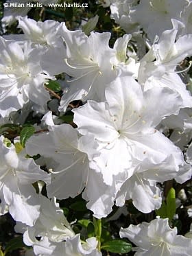 Hybrid Azalea White Flower Plant (Pack Of-1 )