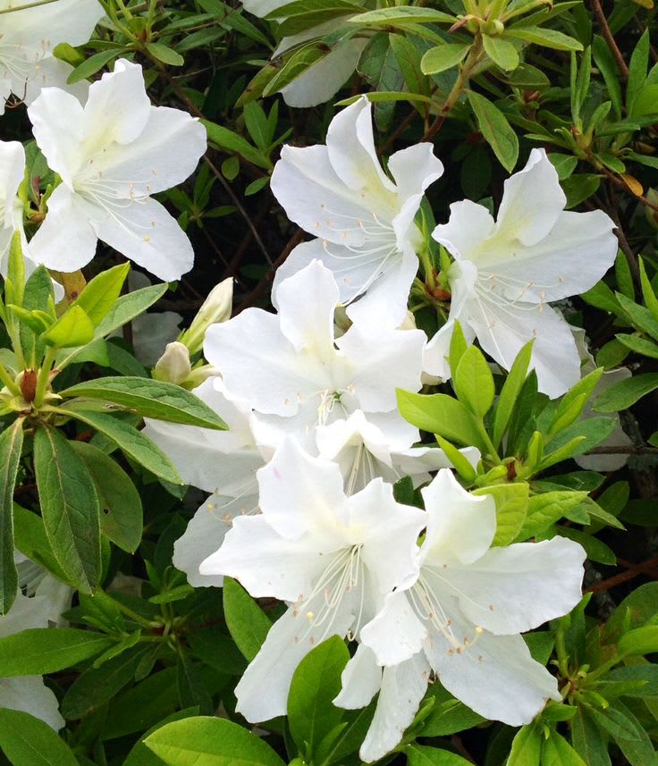 Hybrid Azalea White Flower Plant (Pack Of-1 )