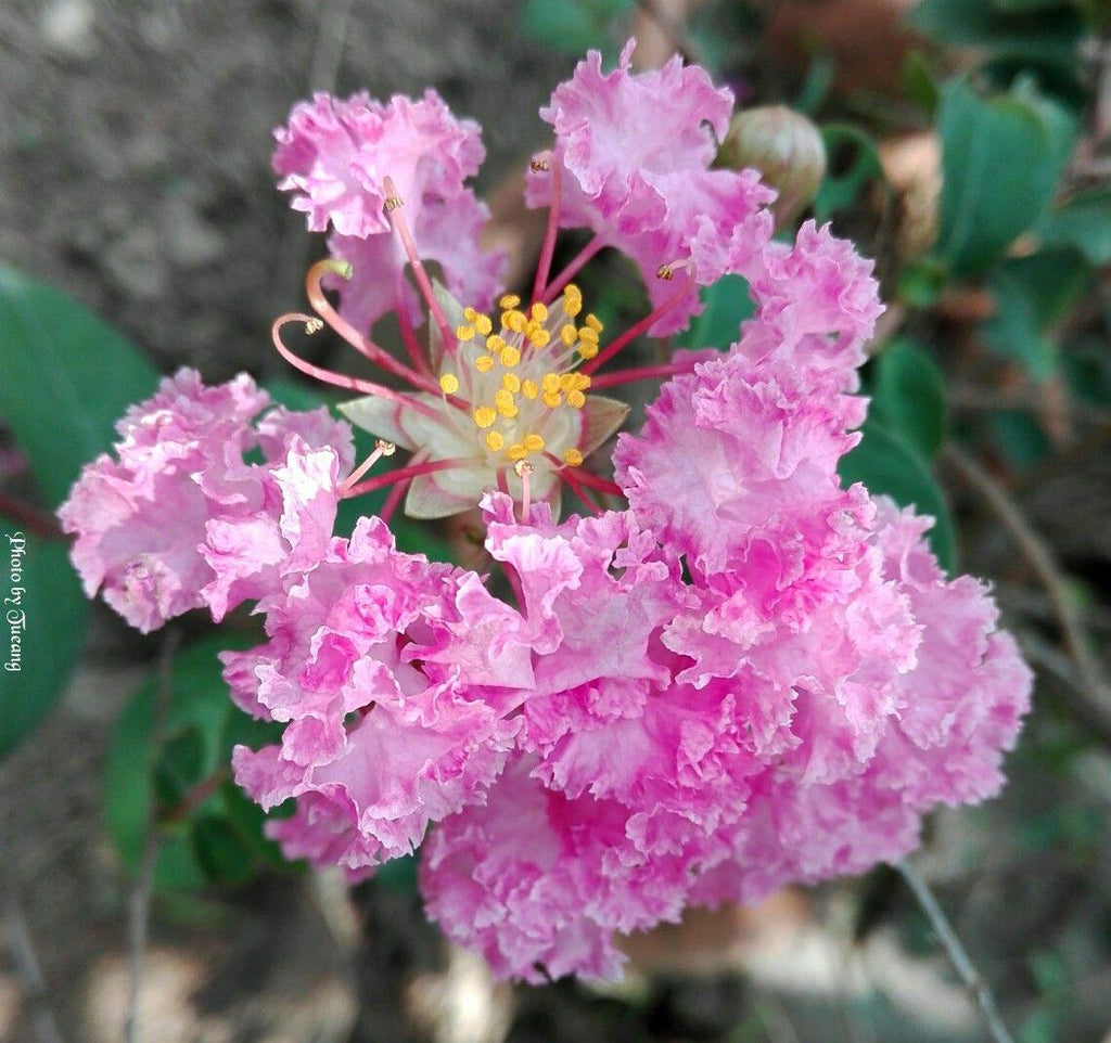 Hybrid Pink Furush Flower Plant (Pack Of-1 )