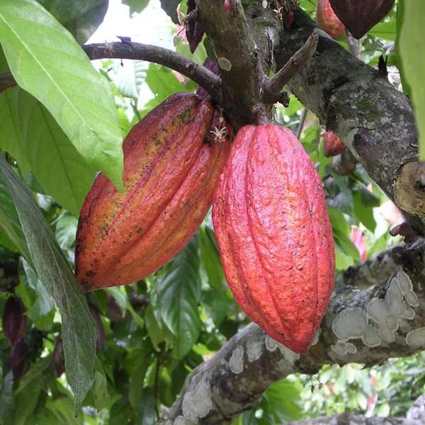 Cocoa Fruit Plant (Hybrid & Grafting) Pack Of-1
