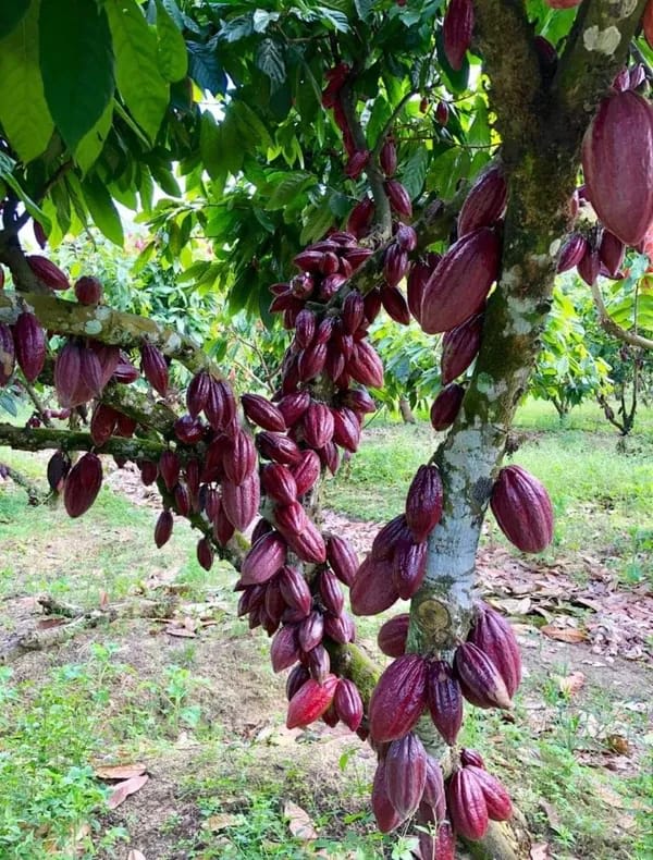 Cocoa Fruit Plant (Hybrid & Grafting) Pack Of-1