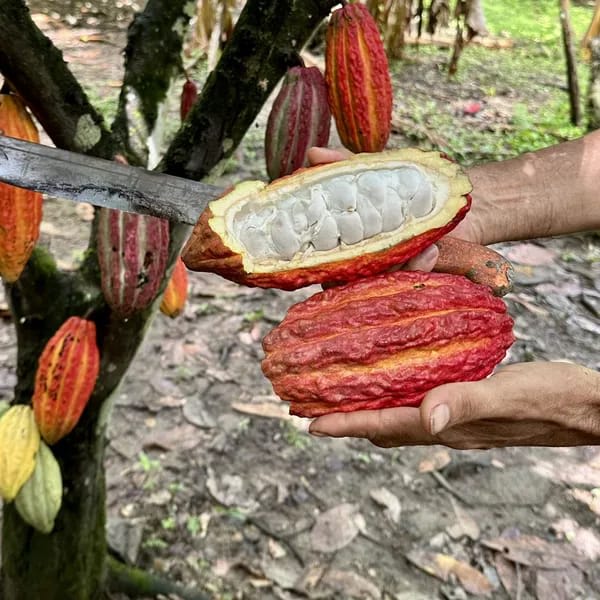Cocoa Fruit Plant (Hybrid & Grafting) Pack Of-1