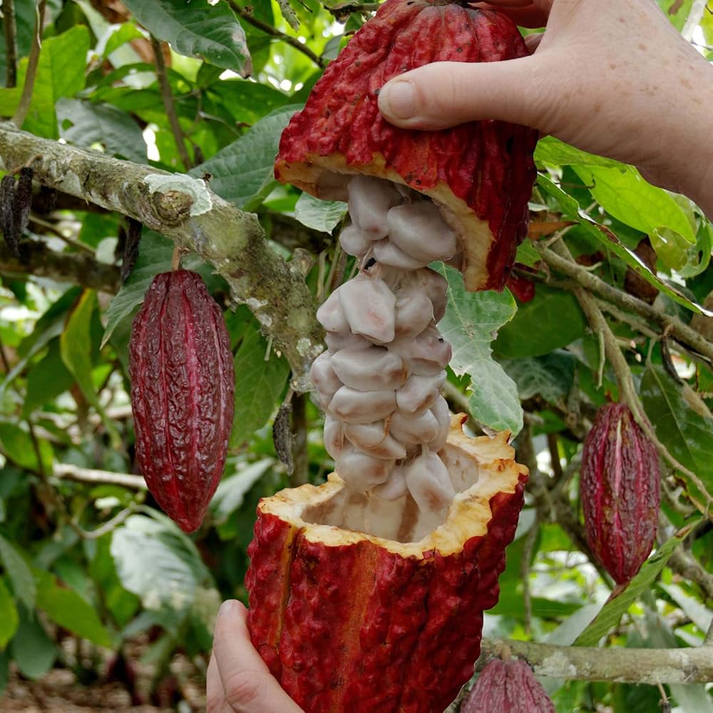 Cocoa Fruit Plant (Hybrid & Grafting) Pack Of-1