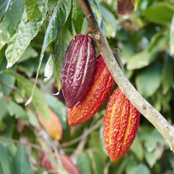 Cocoa Fruit Plant (Hybrid & Grafting) Pack Of-1