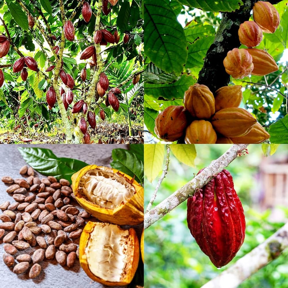 Cocoa Fruit Plant (Hybrid & Grafting) Pack Of-1