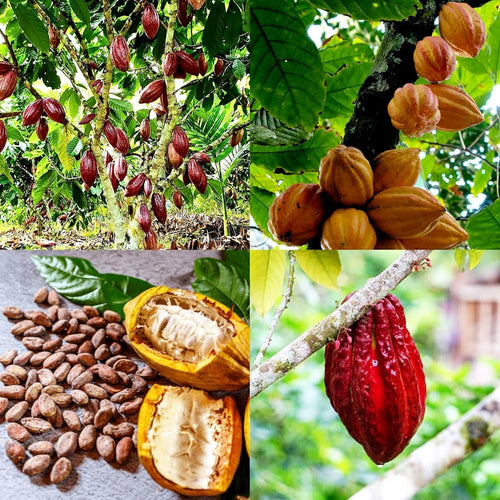 Cocoa Fruit Plant (Hybrid & Grafting) Pack Of-1