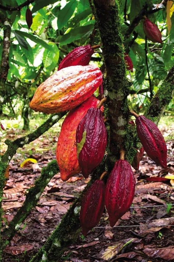 Cocoa Fruit Plant (Hybrid & Grafting) Pack Of-1