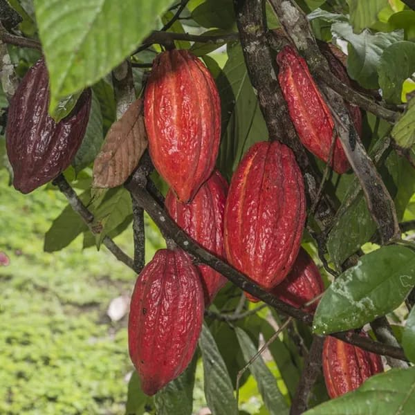 Cocoa Fruit Plant (Hybrid & Grafting) Pack Of-1
