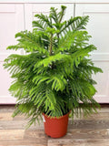 Hybrid Christmas Tree (Pack Of-1)