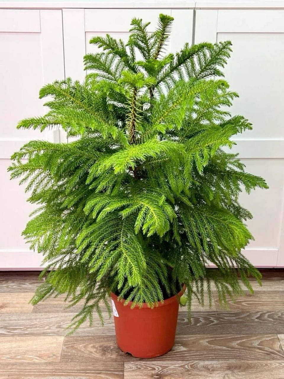 Hybrid Christmas Tree (Pack Of-1)