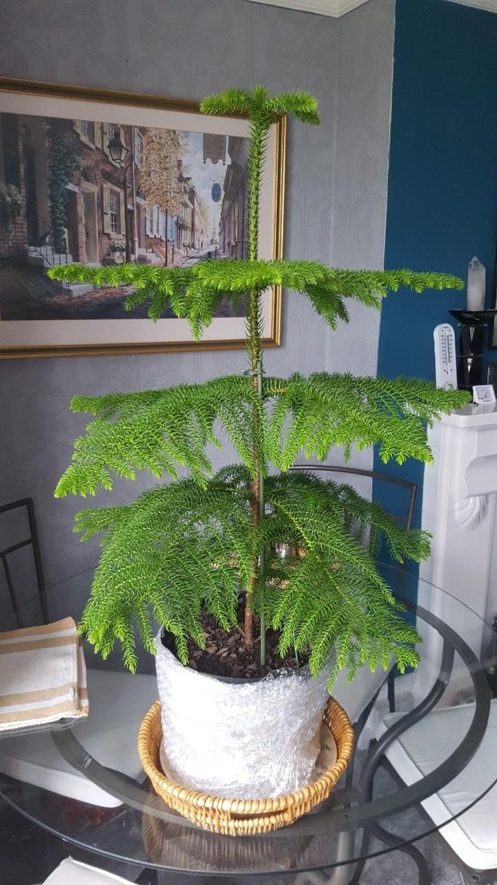 Hybrid Christmas Tree (Pack Of-1)