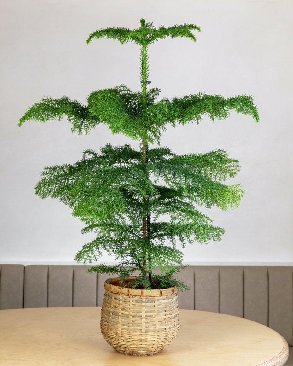 Hybrid Christmas Tree (Pack Of-1)