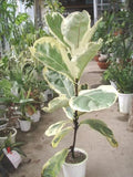 Hybrid Variegated Fig Fruit Plant (Pack Of-1 )