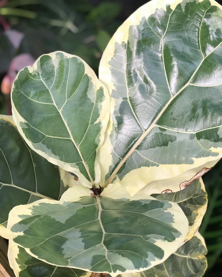 Hybrid Variegated Fig Fruit Plant (Pack Of-1 )