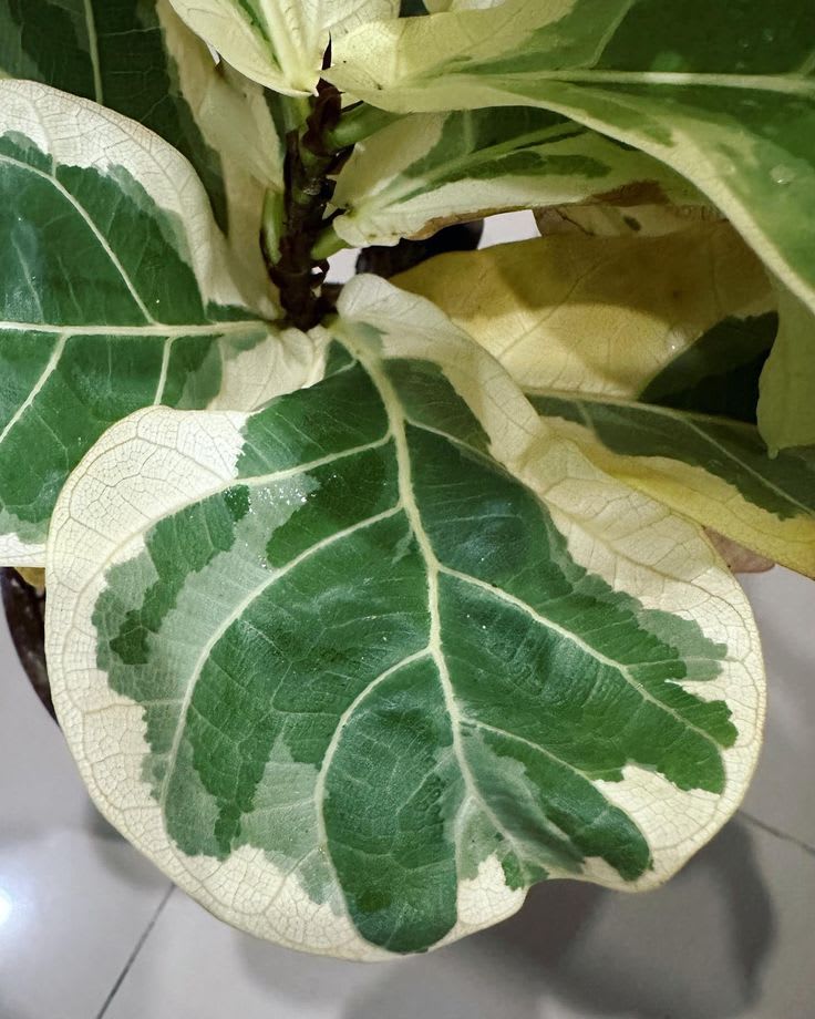 Hybrid Variegated Fig Fruit Plant (Pack Of-1 )