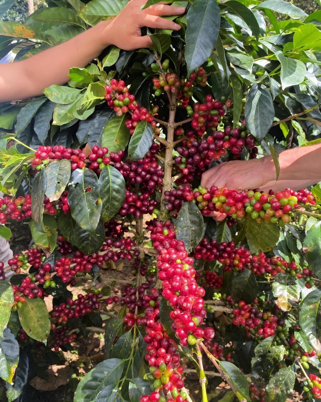 Hybrid Coffee Fruit Plant (Pack Of-1 )