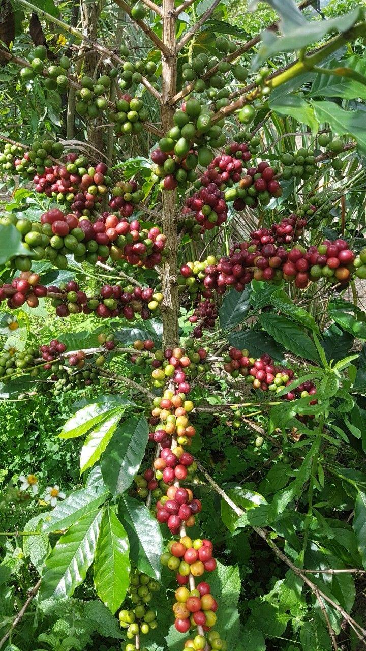 Hybrid Coffee Fruit Plant (Pack Of-1 )