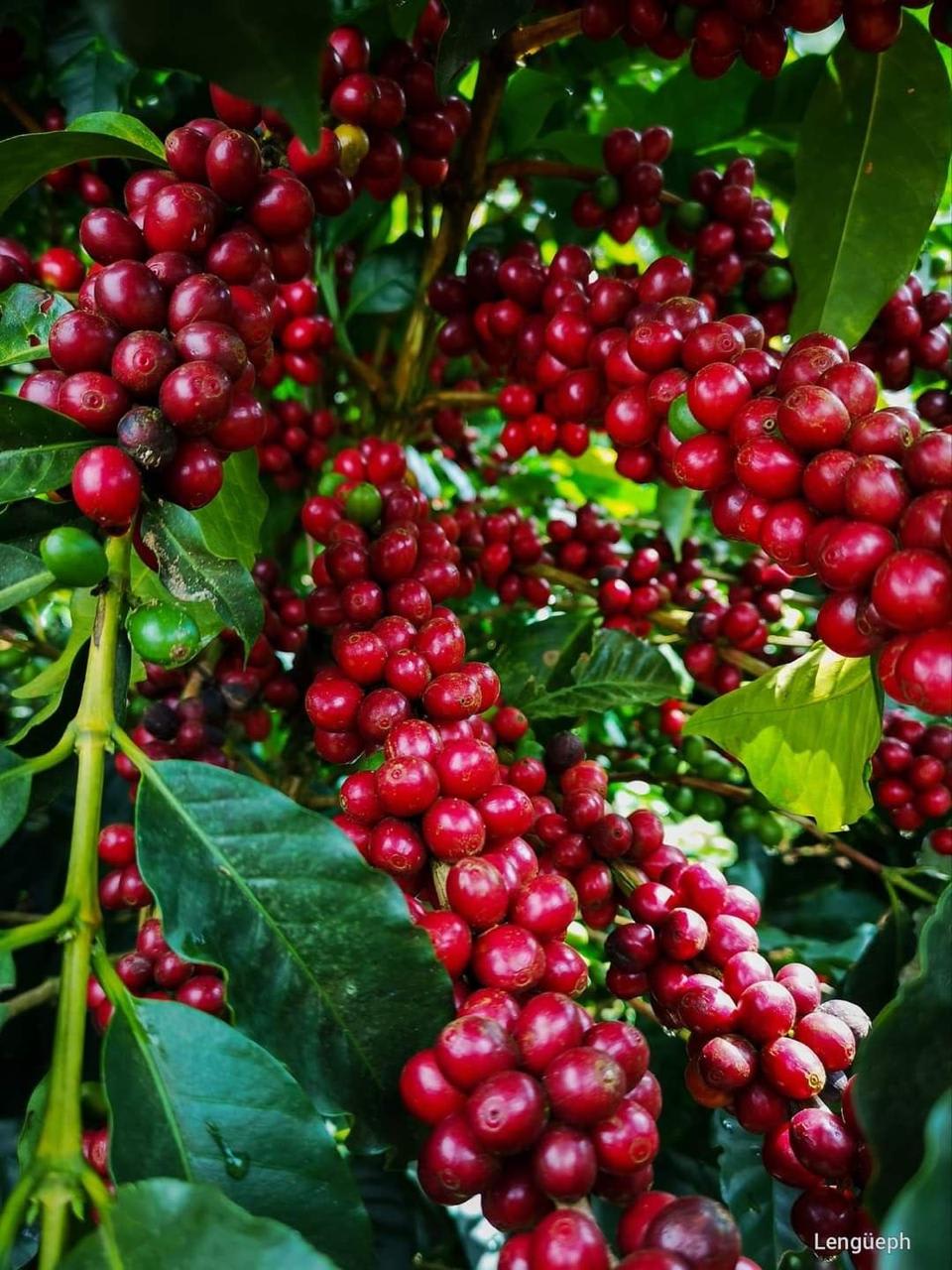 Hybrid Coffee Fruit Plant (Pack Of-1 )