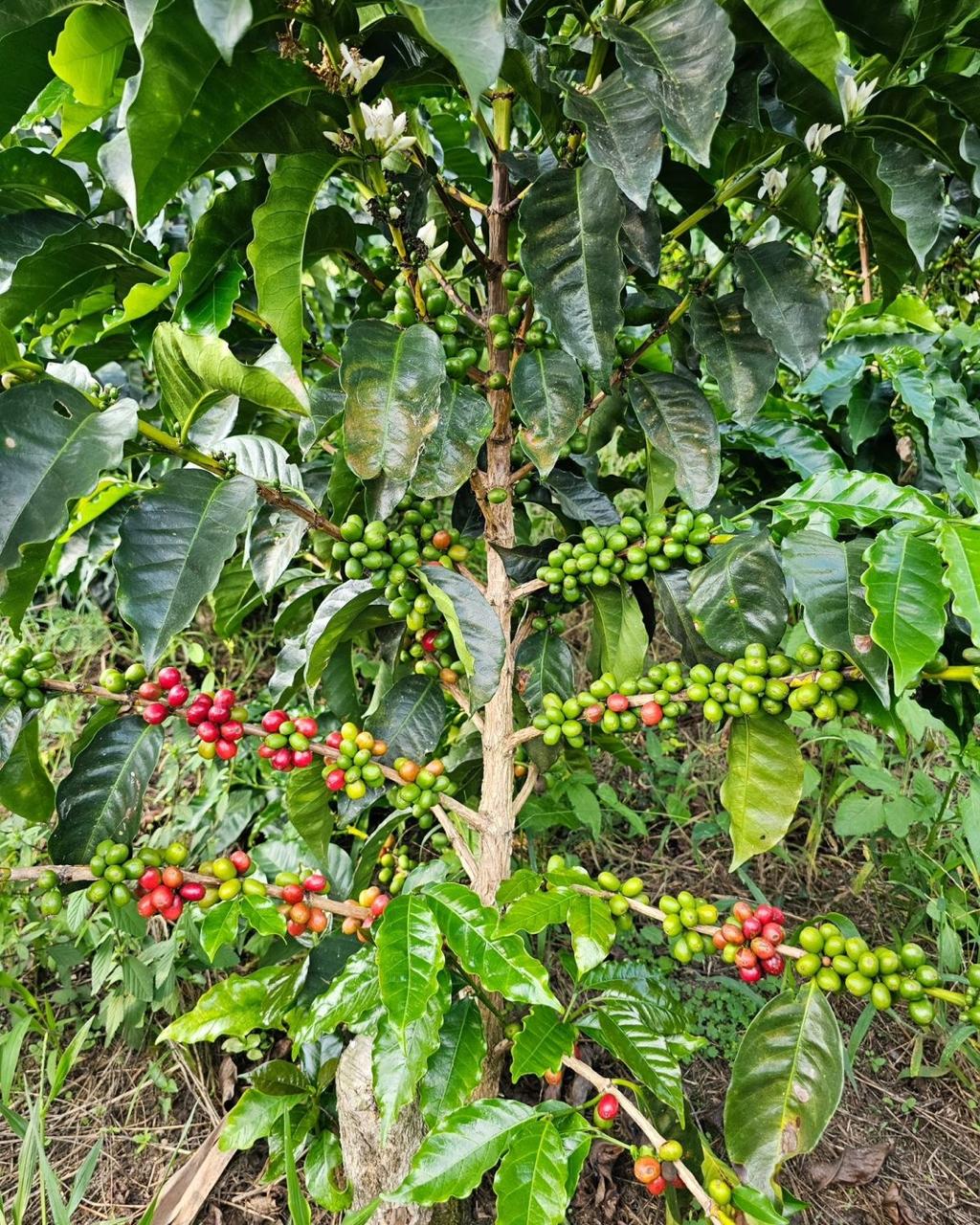 Hybrid Coffee Fruit Plant (Pack Of-1 )