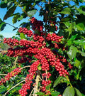 Hybrid Coffee Fruit Plant (Pack Of-1 )